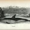 Dolphin (Delphinus Delphis).