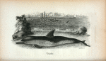 Dolphin (Delphinus Delphis).
