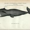 Balæna Mysticetus, or Common Whale, 58 Feet long. (The mouth being open shows the position of the Whalebone).