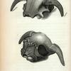 Wistar's Fossil Ox.