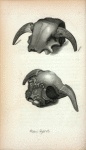 Wistar's Fossil Ox.