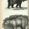1. Brown Bear; 2. Polar Bear.