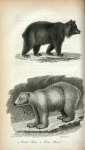 1. Brown Bear; 2. Polar Bear.