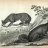 1. Red Fox; 2. Barking Wolf.