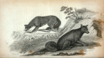 1. Red Fox; 2. Barking Wolf.