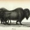 Bison (Bos Americanus Gmel).