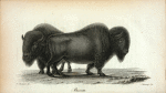 Bison (Bos Americanus Gmel).