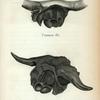 Common Ox; Bison.