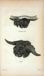 Common Ox; Bison.