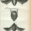 1, 2. New York Bat; 3. Hoary Bat.