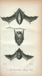 1, 2. New York Bat; 3. Hoary Bat.