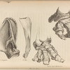 Mastodon (S. Scapula; 1st Rib; Tarsus and Metatarsus; Carpus and Metacarpus).