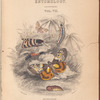 The naturalist's library. Entomology. Volume VII