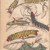 1.2.3. Caterpillar of A. Erythrinae; 4. Caterpillar of B. Motina; 5. Caterpillar of B. Nesia; 6. Caterpillar of B. Netrix