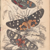 1. Agarista picta; 2. Eusemia lectrix; 3.  Eusemia maculatrix