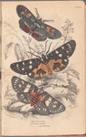 1. Agarista picta; 2. Eusemia lectrix; 3.  Eusemia maculatrix