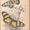 1. Heleona fenestrata; 2. Anthomyza Teresia
