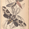 1. Metopsilus Tersa; 2. Sphinx Chionanthi