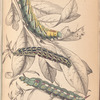 1. Caterpillar of Metopsilus Tersa; 2. Do. of Sphinx  Chionanthi; 3. Do. of Sphinx Gaurae
