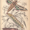 Philampelus Vitis