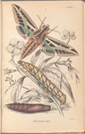 Philampelus Vitis