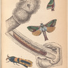 1. 2. Heptolus lignivora; 3. Caterpillar of D-o; 4. Zeuzera minea