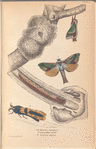 1. 2. Heptolus lignivora; 3. Caterpillar of D-o; 4. Zeuzera minea