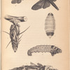 1- 5. Metamorphoses of Oiketicus Kirbyi; 6. Cryptothelea Macleayi