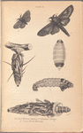 1- 5. Metamorphoses of Oiketicus Kirbyi; 6. Cryptothelea Macleayi