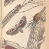 Matamorphoses of Cryptophasa irrorata