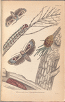 Matamorphoses of Cryptophasa irrorata