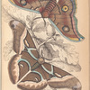 1. Saturnia Cynthia; 2. Saturnia Mylitta