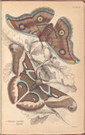 1. Saturnia Cynthia; 2. Saturnia Mylitta