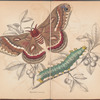 Hyalophora Cecropia