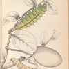 1. Caterpillar of Saturnia Cynthia; 2. Caterpillar of Saturnia Mylitta; 3. Pedunculated cocoon of the latter