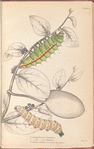 1. Caterpillar of Saturnia Cynthia; 2. Caterpillar of Saturnia Mylitta; 3. Pedunculated cocoon of the latter