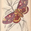 Dorycampa regalis
