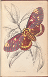 Dorycampa regalis
