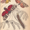 1. Arctia Hebe;  2. Spilosoma Arge; 3. Spilosoma Virgo; 4. Cater. of ditto; 5. Chrys. of ditto