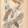 1. Spilosoma acrea; 2. Cater of do; 3. Chrysalis of do; 4. Arctia Oculatissima