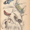1. 2. Limacodes Micilia; 3. 4. 5. Doratifera vulnerans