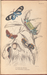 1. 2. Limacodes Micilia; 3. 4. 5. Doratifera vulnerans