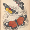 1. Hypercampa Sybaris; 2.  Callimorpha Helcita; 3. Callimorpha Phileta