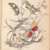 1. Deiopeia bella; 2. Cydosia nobilitella; 3. Chloridea Rhexiae; 3. Alaria (Erastria?) Gaurae; 5. Caterpillar of Do