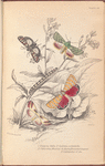 1. Deiopeia bella; 2. Cydosia nobilitella; 3. Chloridea Rhexiae; 3. Alaria (Erastria?) Gaurae; 5. Caterpillar of Do