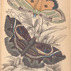 1. Erebus crepuscularis; 2. Triphaena materna