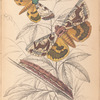 1. 2. Catochala [Catocala] neogama; 3. Catocala amesia