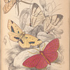 1. Asthenia podaliriaria; 2. Macrotes netrix; 3. Venilia Sospita; 4. Eumelia Rosalia