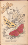 1. Asthenia podaliriaria; 2. Macrotes netrix; 3. Venilia Sospita; 4. Eumelia Rosalia