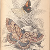 1. Angerona prunaria; 2. Alcis scolapacea